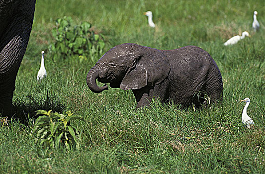 非洲象,幼兽,牛背鹭,马赛马拉,公园,肯尼亚