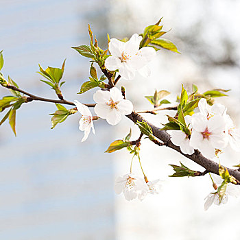 樱花,花