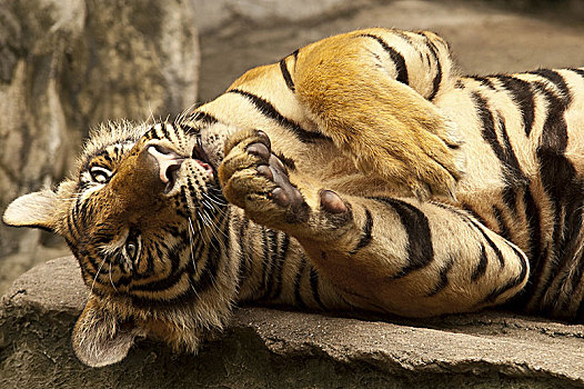 孟加拉虎,虎,曼谷,动物园,泰国