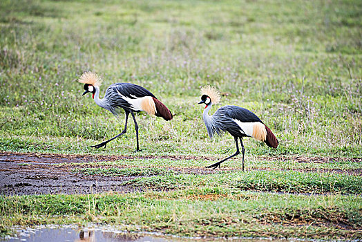 一对,灰色,冠,鹤,灰冠鹤,走,地板,恩戈罗恩戈罗火山口,坦桑尼亚