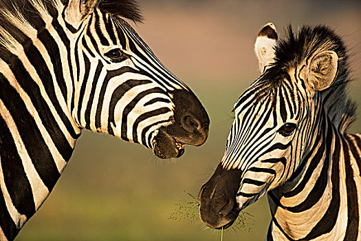斑马,竞争,互动,自然保护区,南非