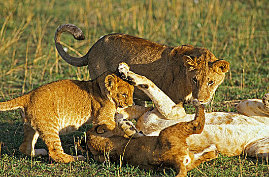 非洲狮,狮子,女性,玩,幼兽,马赛马拉,公园,肯尼亚