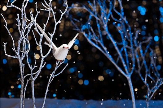 白色,鸟,冬天