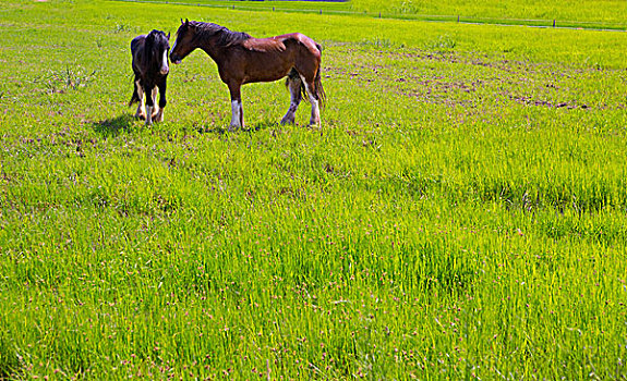 马,绿色,黄色,春天,草地