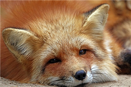 红狐,休闲