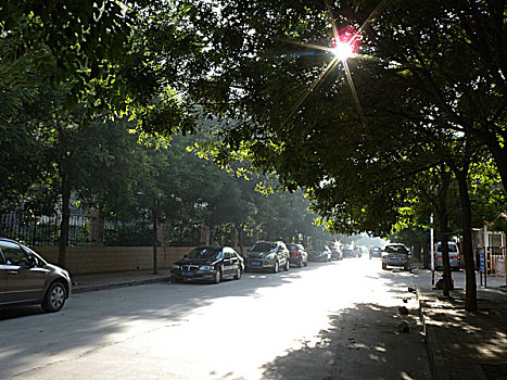 北戴河,树木,街道,道路,风景,安静,绿化