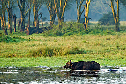 水牛,洪水,区域,纳库鲁湖,纳库鲁湖国家公园,肯尼亚