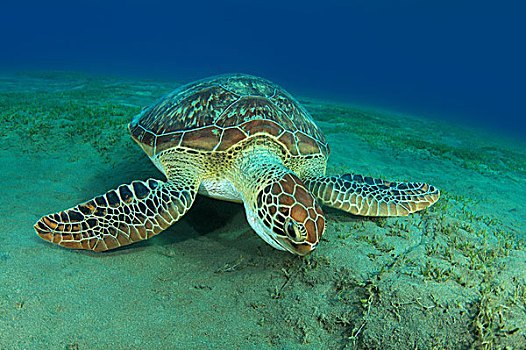 绿海龟,龟类,吃,海洋,草,沙,仰视,红海,阿布达巴卜,埃及,非洲