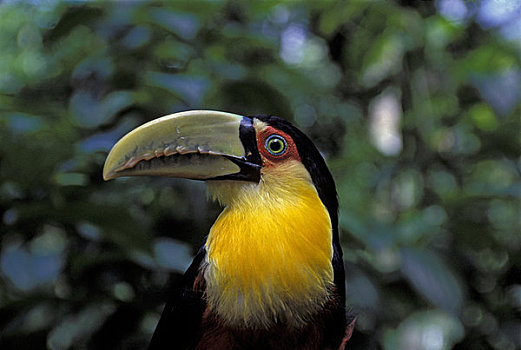 巴西,伊瓜苏,巨嘴鸟