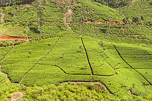 美景,茶,种植园,斯里兰卡