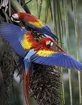 绯红金刚鹦鹉,一对,棕榈果,哥斯达黎加