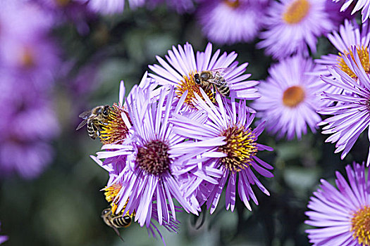 蜜蜂,紫色,紫苑属