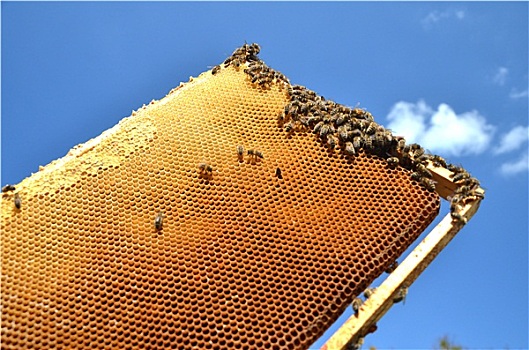 蜜蜂,蜂窝,蓝天