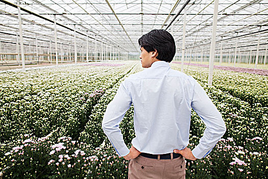 男人,看,排,植物,温室