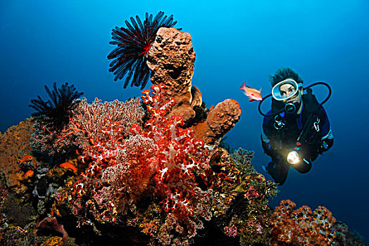 珊瑚,潜水者,多样,种类,海绵,羽毛,星,迷你,礁石,沙,地面,巴厘岛,海洋,印度尼西亚,印度洋,亚洲