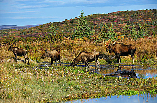驼鹿,小公牛,母牛,幼兽,德纳里峰国家公园,阿拉斯加