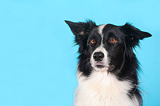 博德牧羊犬,肖像,正面,青绿色