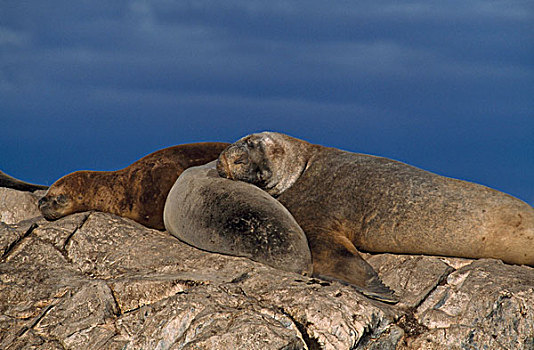 两个,海狮,休息,石头,火地岛,阿根廷