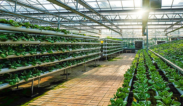 日光温室蔬菜工厂