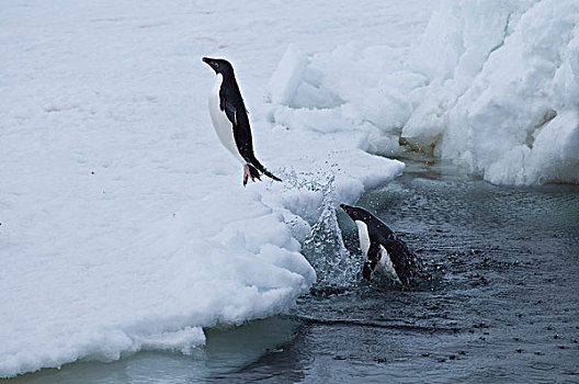 阿德利企鹅,跳跃,冰,南极