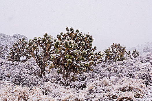 美国,加利福尼亚,短叶丝兰,约书亚树,下雪