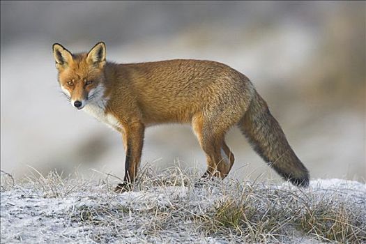 红狐,狐属,站立,地面,荷兰