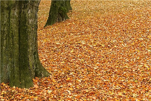 落叶,地上,公园,秋天