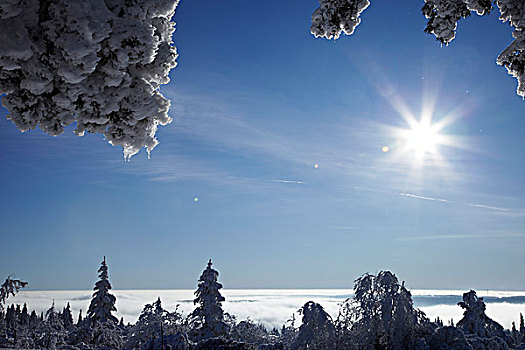 积雪,枝条,树,正面,山峦,冬天,黑森林,巴登符腾堡,德国,欧洲