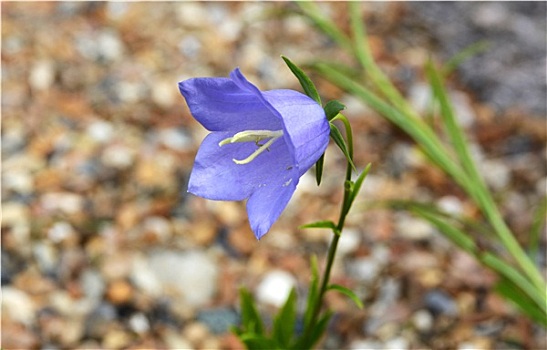 蓝色,风铃草,头状花序