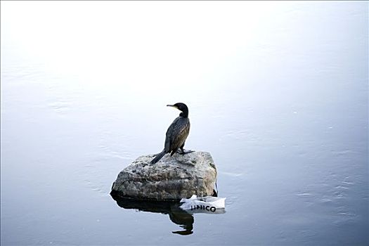 鸟,石头,静水,瑞典