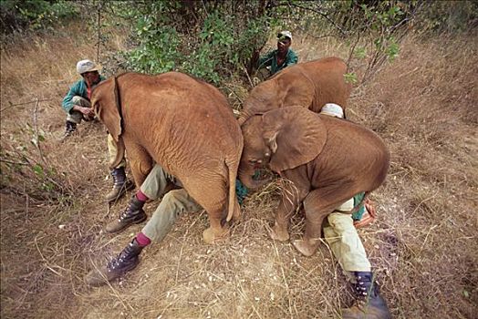 非洲象,安慰,看护,东察沃国家公园,肯尼亚
