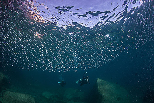 沙丁鱼,潜水,海洋,下加利福尼亚州,墨西哥