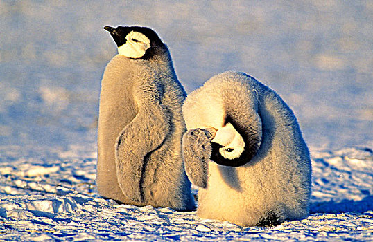 帝企鹅,幼禽,梳理,阿特卡湾,生物群,威德尔海,南极