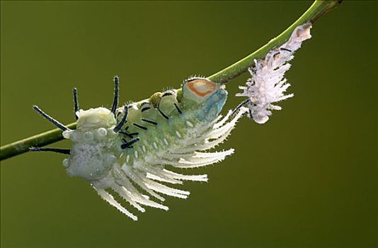 蛾子,毛虫,寄生物,欧洲