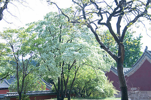 丁香花