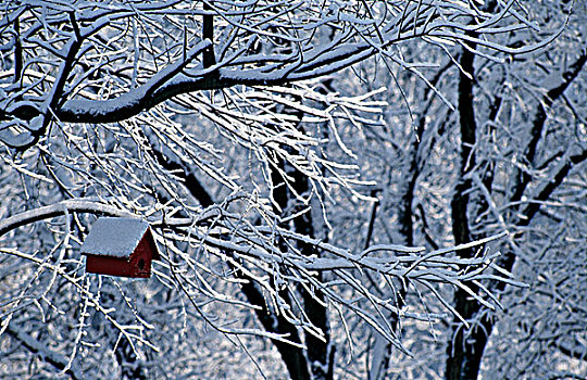鸟舍,积雪,树