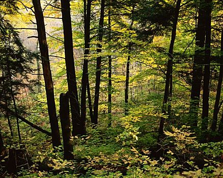 树林,胭脂,河谷,安大略省,加拿大