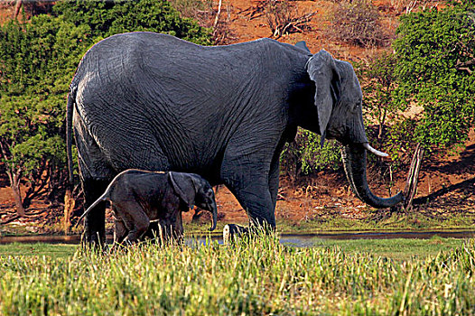 非洲象,乔贝国家公园,博茨瓦纳,非洲