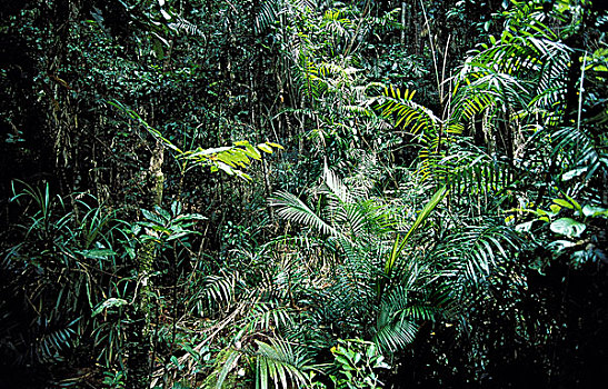 雨林,北方,澳大利亚