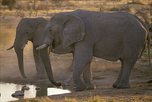 两只,象,非洲象,喝,水坑,晚上,埃托沙国家公园,纳米比亚