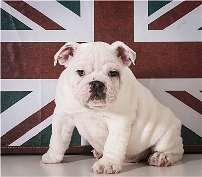 英国小型犬种图片大全图片