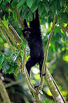 长臂猿,敏捷,成年,树上,新加坡,亚洲