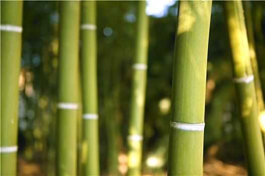 竹子,节茎植物,绿色,种植园