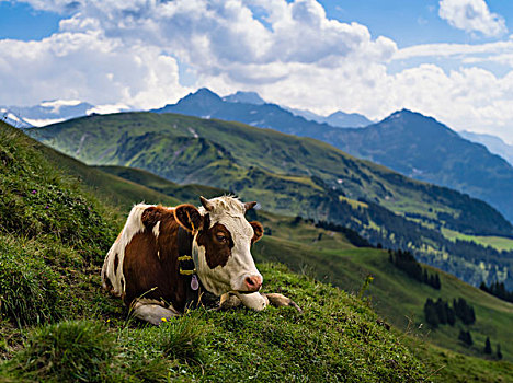 母牛,阿尔卑斯草甸