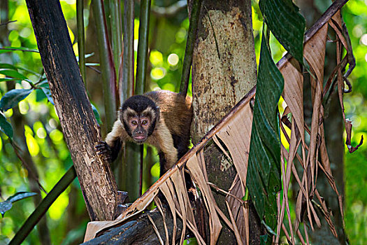 黑帽悬猴,褐色,亚马逊,巴西,南美