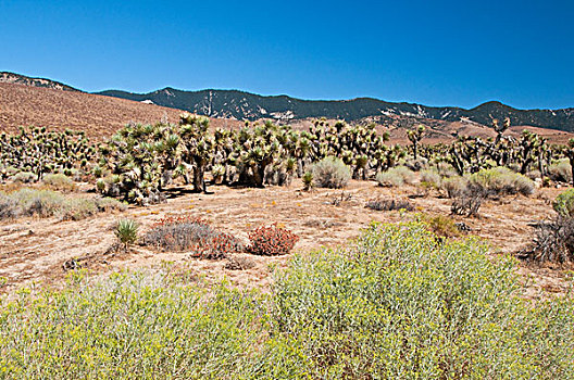 莫哈维沙漠,加利福尼亚,美国