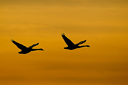 大天鹅,天鹅,两只鸟,飞行,日落,剑桥郡,英格兰,英国,欧洲