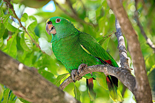 鹦鹉,黄颈亚马逊鹦鹉,成年,洪都拉斯,加勒比海,中美洲,拉丁美洲