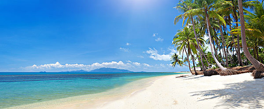 海滩椰树图片_海滩椰树图片大全_海滩椰树背景图片