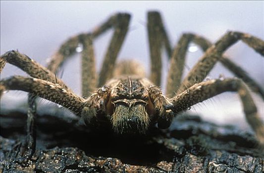 巨大,蟹蛛,特写,南非